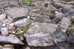 Original weir stones still visible in the structure (1)