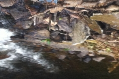 Oak stakes still visible in weir structure 2014 (1)