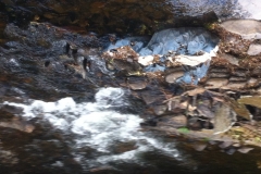 Oak stakes still visible in weir structure 2014 (2)