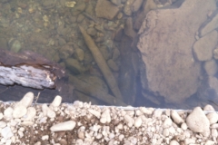 Oak stakes visible on river bed 2014