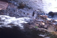 Oak Stakes still visible in weir structure 2014 (3)
