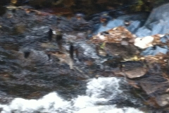 Oak stakes still visible in weir structure 2014 (4)
