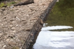 Temporary repair on the weir 2014